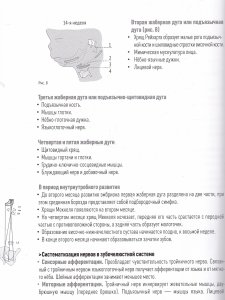 Зубочелюстная система